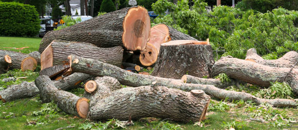 Best Emergency Tree Removal  in Hillsborough, NC