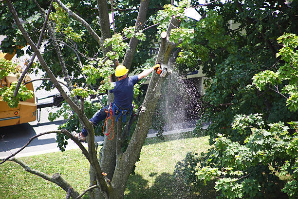 Best Storm Damage Tree Cleanup  in Hillsborough, NC